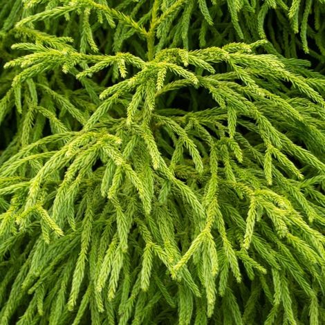 Cryptoméria du Japon Twinkle Toes - Cryptomeria japonica Twinkle Toes 15/25cm Pot 2,5L
