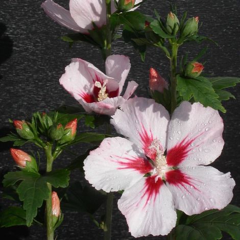 Hibiscus Hamabo, Althéa/Pot de 4L - 40/60 cm (1/3)