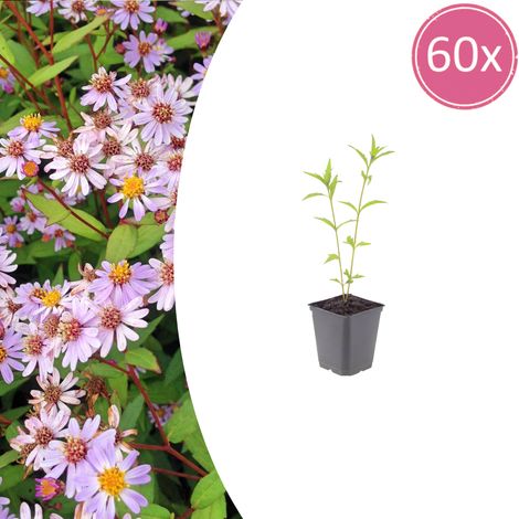 Lot de 60 Kalimeris incisa 'Blue Star' Plante Vivace Fleurs Bleu Clair Pot Ø9cm 10-25cm - PANGIVO (1/5)