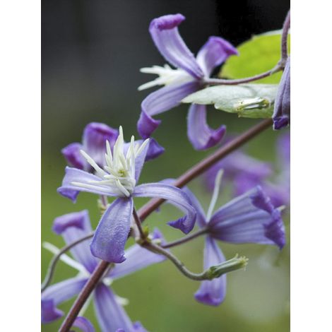 Clématite à feuilles de berce 'Stanislaus' Pot de 2L/3L