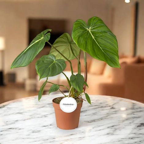 Gardenaria Philodendron 'Pastazanum' - Pianta da interno ornamentale - Altezza: 30 cm (vaso 12) (1/4)