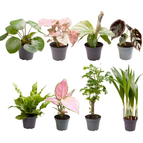Lot de 8 Mini Plantes Vertes d'Intérieur Mélange Surprise en Pot de 6 cm Hauteur 10 cm - PANGIVO