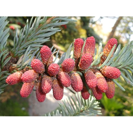 Semillas de Abeto Noble. Abies Procera. 10 Gr