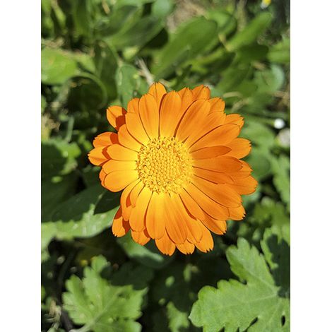 Souci des jardins 'orange simple' le sachet de 200 graines (1,5g) (1/2)