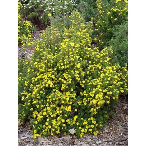 Potentille arbustive 'Goldfinger' Pot de 1L/1,5L