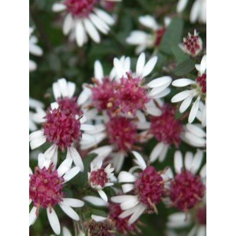 Aster laterifolius 'Prince' Godet de 8/9 cm (1/4)