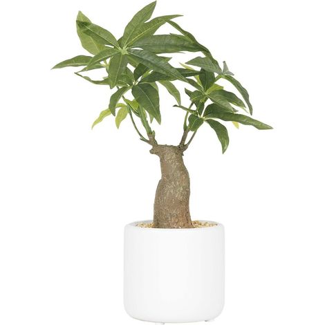 Bonsai pachira pot en céramique 33 cm (1/4)