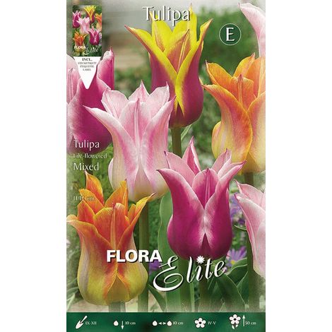 TULIPANO FIOR DI GIGLIO MIX DI COLORI (CONFEZIONE DA 7 BULBI)