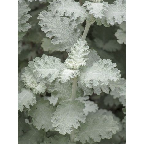 Arbre aux papillons 'Silver Service' Pot de 3L/4L (1/2)