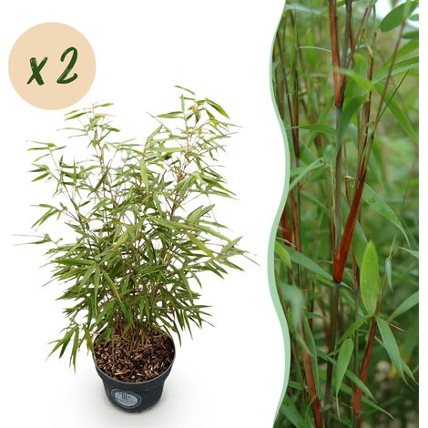 Lot de 2 Bambous Non Traçants Fargesia scabrida Asian Wonder Verts H80 cm Pot 23 cm - PANGIVO