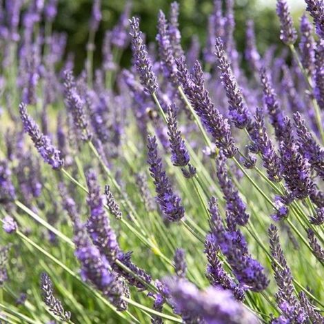 6 plants de Lavandula intermedia 'Grosso' (lavande en pot de 9 x 9 cm, hauteur 5-10 cm) (1/4)