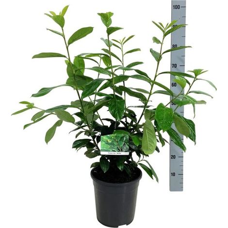 Laurier-cerise Novita 60/80cm Pot 6L - Prunus laurocerasus Novita