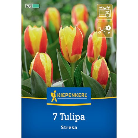 Kiepenkerl Herbstblumenzwiebel Kaufmanniana-Tulpe Stresa 7 Pflanzen (1/2)