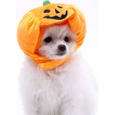 Chapeau citrouille pour animaux petit 20 kg (1/5)