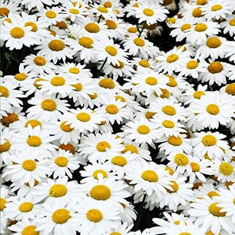 20000 Graines de Marguerite – Semis Facile, Fleur Blanche, Jardin, Terrasse et Pots Ornementaux (1/5)