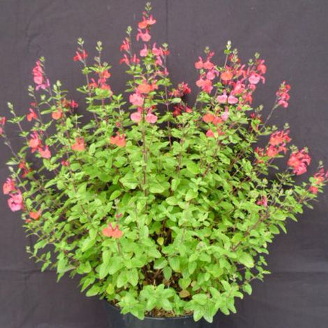 Sauge de Graham, Sauge grahamii/Pot de 3L - 20/40 cm (1/3)