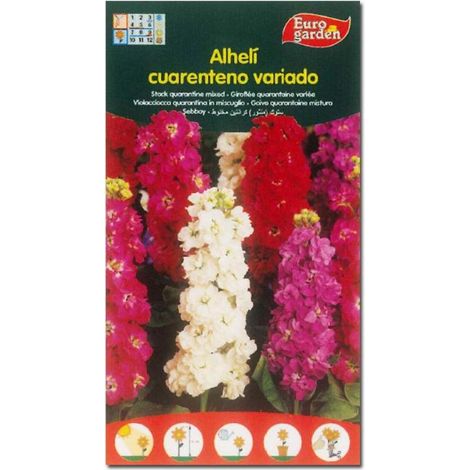 semillas fito flores alheli cuarenteno 00508 (caja 10 unidades)