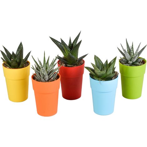 Lot de 5 Plantes Grasses Mélange Gasteria et Haworthia en Pots Colorés avec Pieds en Bois Ø 5,5 cm - PANGIVO (1/5)