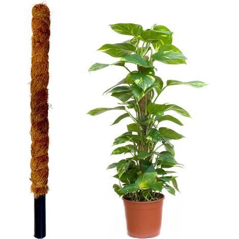 JARDINLIFE Tutor fibra di cocco naturale per piante rampicanti e rampicanti, guida alle radici (60 cm) (1/5)