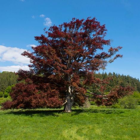 Hêtre pourpre (Fagus sylvatica 'Atropurpurea')