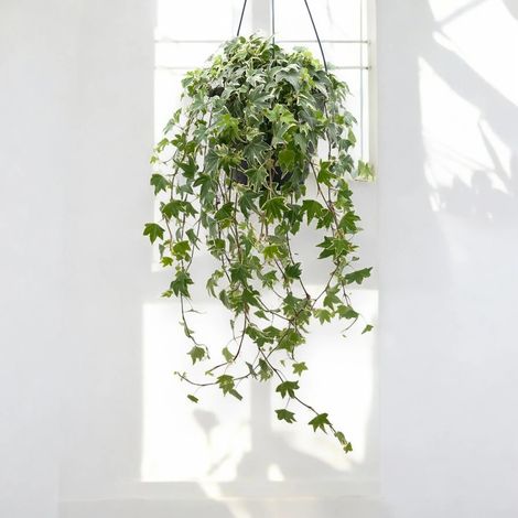 Gardenaria Edera - Hedera helix 'White Ripple' - Pianta da interno ornamentale - Altezza: 50 cm (vaso 19) (1/5)