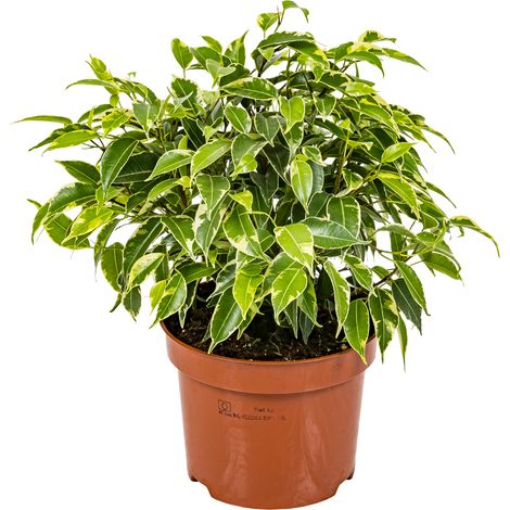 Bloomique - Ficus Benjamina Kinky - Figuier pleureur - Plante d’intérieur - Dépolluante - Facile d’entretien - 20-30 cm de Haut - Pot 12 cm
