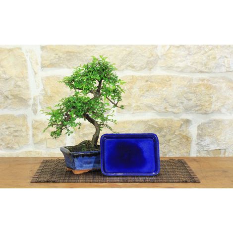 Bonsai di Zelkova Parvifolia 6 anni - vaso cm. 15 con sottovaso coordinato (1/4)