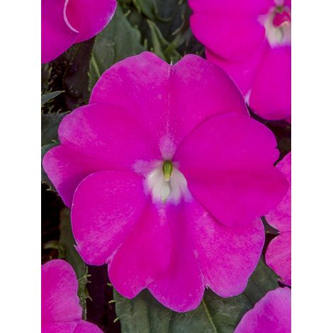 Balsamine, Impatience 'Sunpatiens Compact Hot Lilac' Mini-motte Ø 3/4 cm, Plant vert de 5 à 10 cm de haut (par 5)