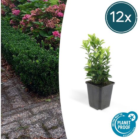 12x Fusain du Japon Green Spire Haie et Bordure Alternative Buis Persistant 10-25 cm Ø9 cm - PANGIVO (1/5)