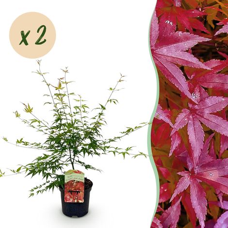Érable du Japon Acer palmatum Pink Dwarf - Lot de 2 Plantes de Terrasse et Jardin - Rose - 70 cm - PANGIVO (1/5)