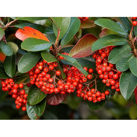 Gardenaria Cotoneaster lacteus - Arbusto ornamentale da giardino - Altezza: 30/35 cm (vaso19) (1/3)