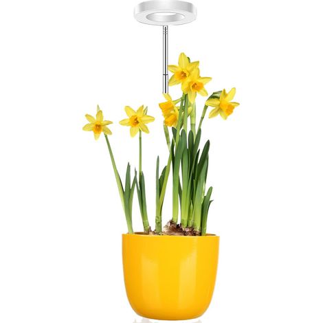 Lampe LED pour plantes d’intérieur – Lampe de croissance à spectre complet (rouge, bleu, blanc) pour bureau, micro-paysage ou halo d’ange – Hauteur réglable, tête unique, alimentation USB – Corps blan