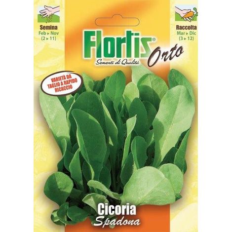 CICORIA SPADONA