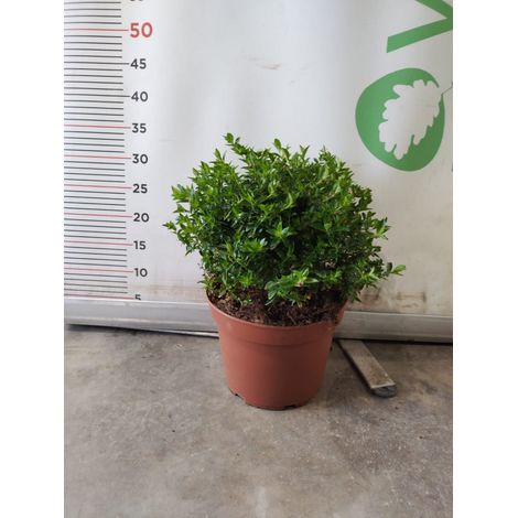 PIANTA DI CUPHEA HYSSOPIFOLIA VASO CM 22  (foto reale) FIORE VIOLA