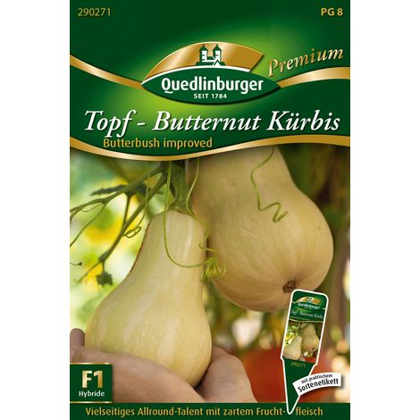 Quedlinburger Saatgut – Courge butternut en pot « Butterbush improved » F1 – Graines de légumes, fruits de 1 à 1,3 kg, pot dès Ø 30 cm (1/2)