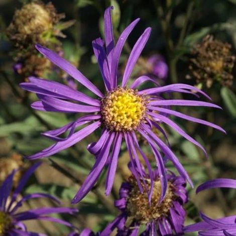 Aster d'été Veilchenkönigin/Godet (1/2)
