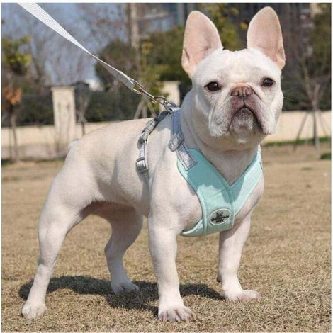 Harnais pour chien de petite et moyenne taille avec laisse, harnais réfléchissant réglable, harnais rembourré anti-fuite pour chiot, adapté à la marche et à la course, 1 paquet (1/4)