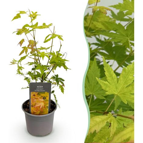 Érable du Japon Acer palmatum Orange Dream Arbuste d'Ornement Feuillage Orange Pot 12 cm 35 cm - PANGIVO (1/5)