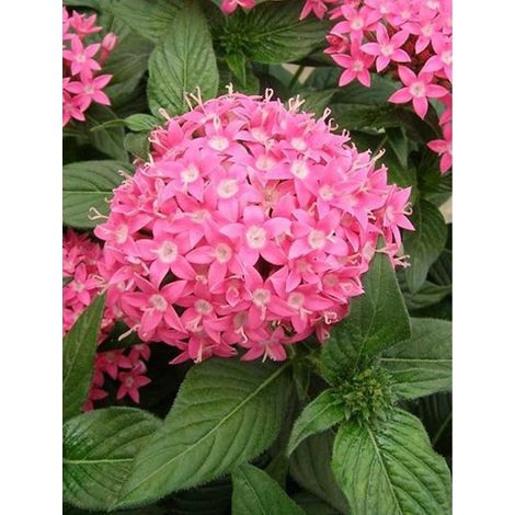 PENTAS FIOR DI STELLA COLORE ASSORTITO VASO 14CM