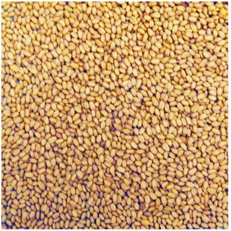 Camelina Sativa Manitoba 1 kg