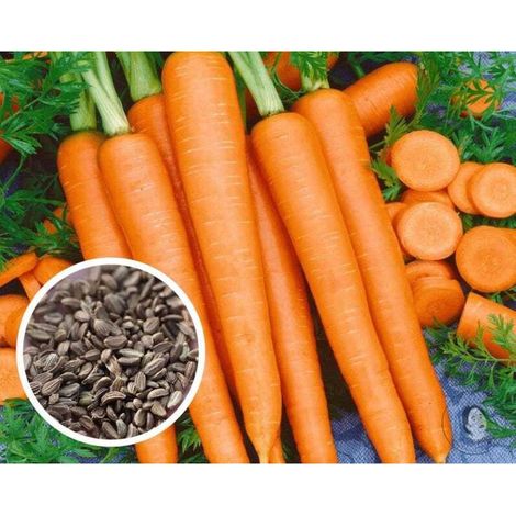 400 pièces Graines Carotte pour Potager – Légumes Racines Frais, Semis Facile et Récolte Rapide (1/5)