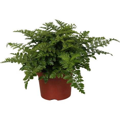 Asplenium Parvati - Plante d'intérieur Fougère Spleenwort - Ø12 cm - Hauteur 25 cm - PANGIVO (1/4)