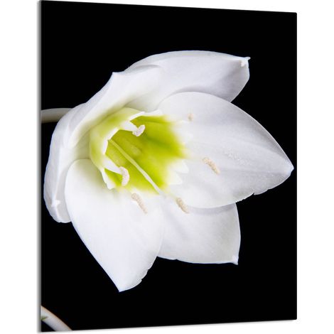 Glasschneidebrett 40x52 Orchidee (1/5)