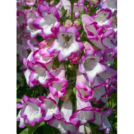 Galane 'Pensham Laura' Godet de 8/9 cm (1/3)