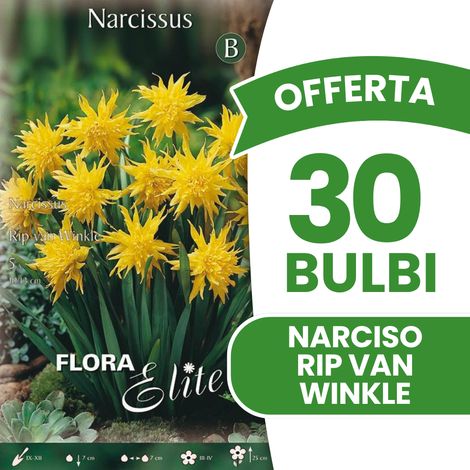 Offerta 30 Bulbi di Narciso Rip van Winkle