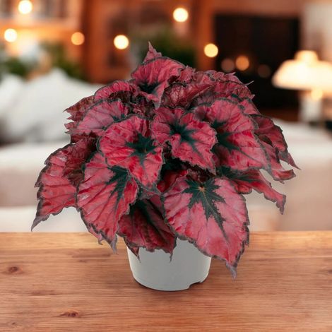 Gardenaria Begonia rex 'Kohala red' - Pianta da interno ornamentale - Altezza: 25 cm (vaso 13) (1/5)