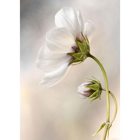 Tableau fleur gris & blanc idéal salon | Tableau salle de bain fleuri | Tableau sur toile nature parfait pour couloir - 0,5 x 0,7 m (1/2)