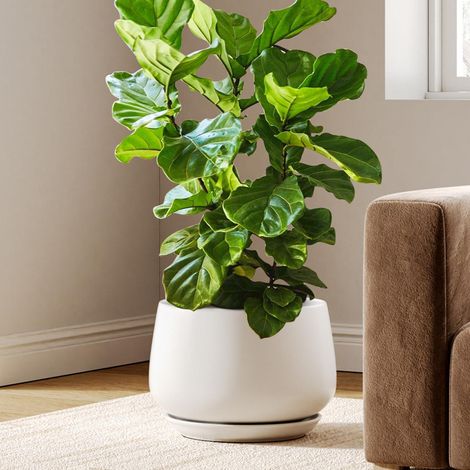 Blumentopf Keramik 30 cm mit Untersetzer, mattweiß, für Innenbereiche (1/5)