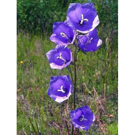 Campanule à feuilles de pêcher Godet de 8/9 cm (1/3)