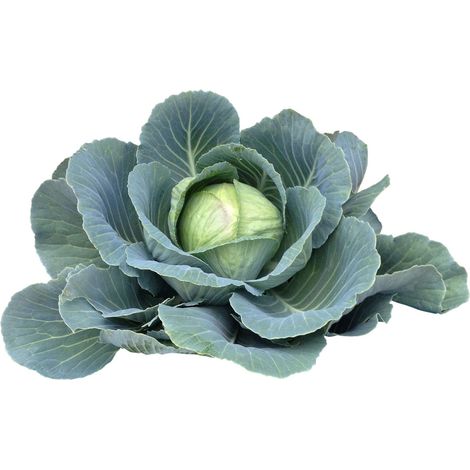 Semi di Cavolo Cappuccio mercato di Copenhagen 2 per orto e giardino